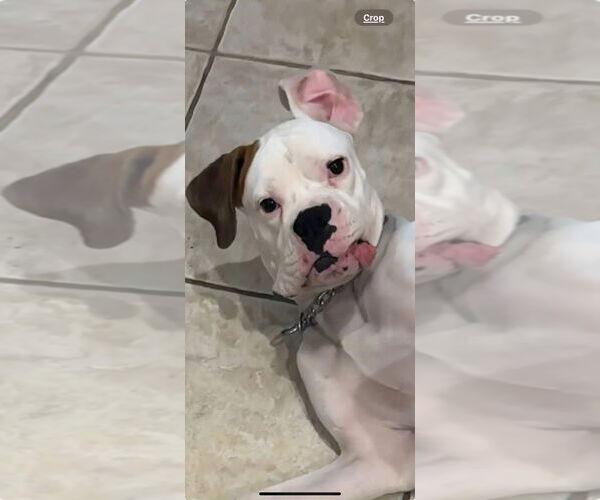 Medium Photo #2 Boxer Puppy For Sale in Dumont, NJ, USA