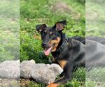 Small #2 Doberman Pinscher-German Shepherd Dog Mix