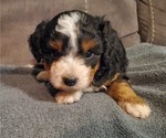 Small #21 Bernedoodle (Miniature)