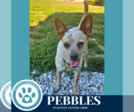 Small #2 Chihuahua Mix