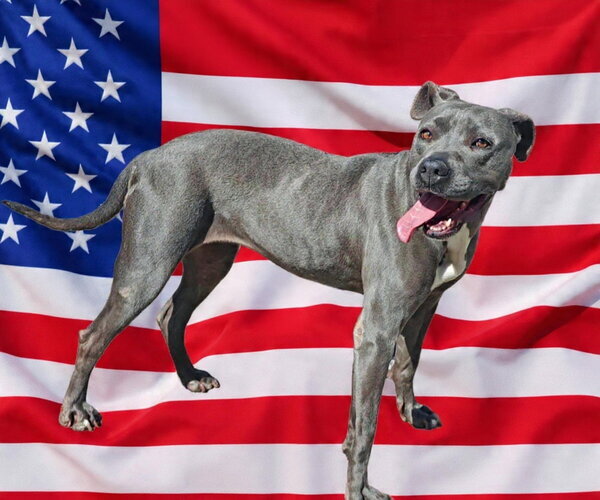 Medium Photo #3 Mutt Puppy For Sale in Talladega, AL, USA