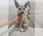 Small Photo #1 Chihuahua-Unknown Mix Puppy For Sale in Brewster, NY, USA