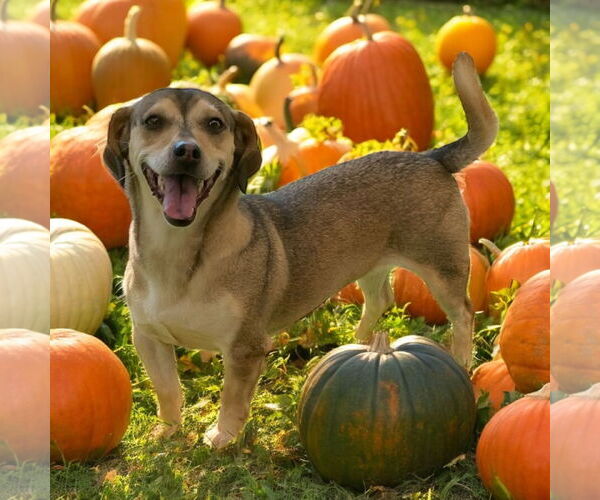 Medium Photo #1 Chiweenie Puppy For Sale in Lexington, SC, USA