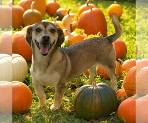 Chiweenie Dogs for adoption in Lexington, SC, USA