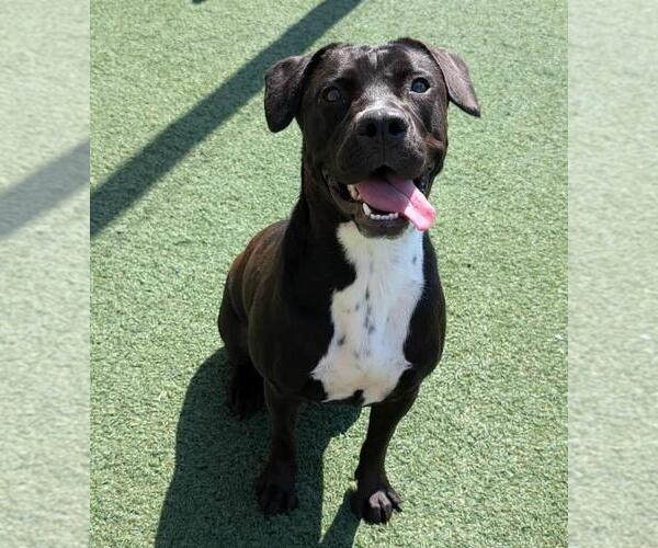 Medium Photo #7 American Pit Bull Terrier-Labrador Retriever Mix Puppy For Sale in Rockwall, TX, USA