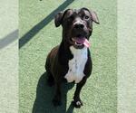 Small #6 American Pit Bull Terrier-Labrador Retriever Mix