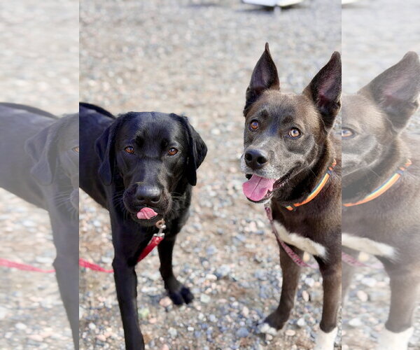 Medium Photo #7 Siberian Husky-Unknown Mix Puppy For Sale in West Cornwall, CT, USA