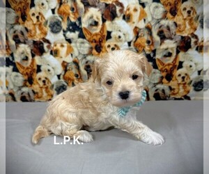 Maltipoo Puppy for sale in WINNSBORO, LA, USA
