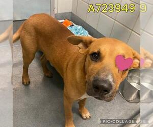 Labrador Retriever-Unknown Mix Dogs for adoption in San Antonio, TX, USA