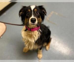Australian Shepherd Dogs for adoption in Denver, CO, USA