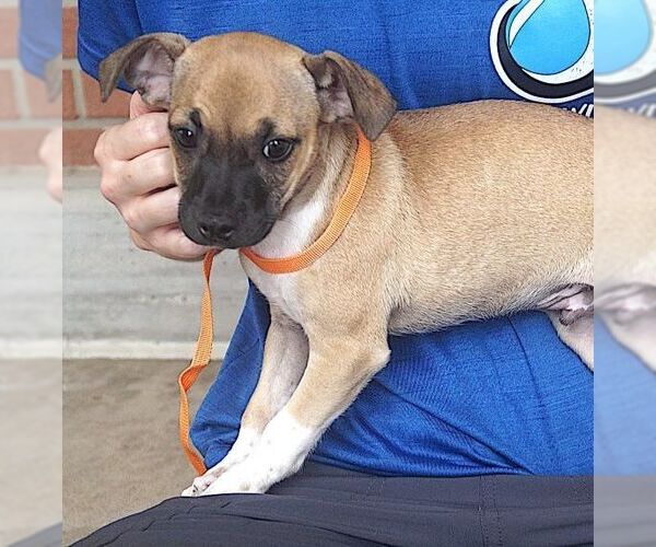 Medium Photo #2 Chihuahua-Unknown Mix Puppy For Sale in Carrollton, TX, USA