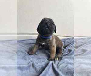 Medium Mastiff