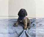Puppy Blue Mastiff