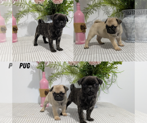 Pug Litter for sale in GOSHEN, IN, USA