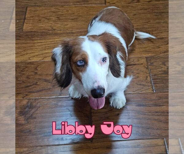 Medium Photo #3 Dachshund Puppy For Sale in San Antonio, TX, USA