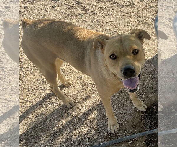 Medium Photo #3 Mountain Cur-Unknown Mix Puppy For Sale in Lancaster, CA, USA