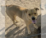 Small #2 Mountain Cur Mix
