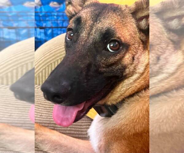 Medium Photo #1 German Shepherd Dog-Unknown Mix Puppy For Sale in Lake Forest, CA, USA