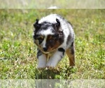 Small Photo #8 Miniature Australian Shepherd Puppy For Sale in PALM COAST, FL, USA