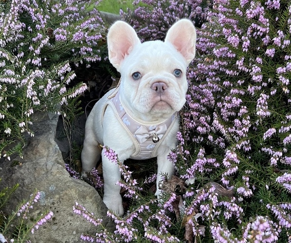 Medium Photo #2 French Bulldog Puppy For Sale in CARVER, OR, USA