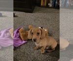 Small Dachshund