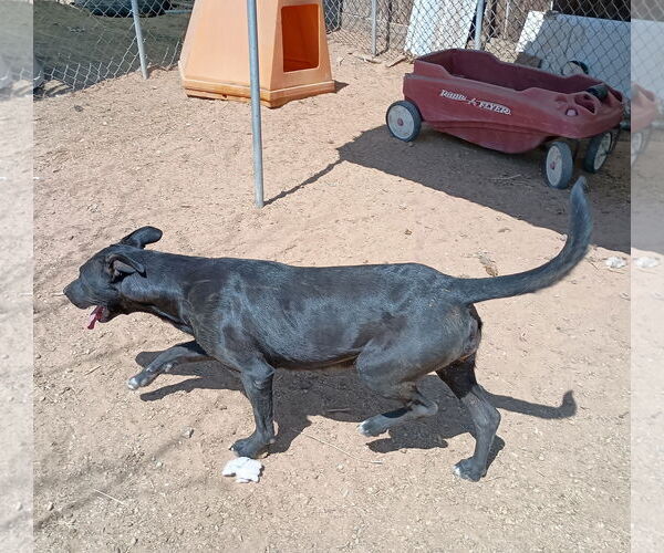 Medium Photo #4 Labrador Retriever-Unknown Mix Puppy For Sale in Apple Valley, CA, USA