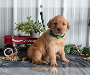 Medium Golden Labrador