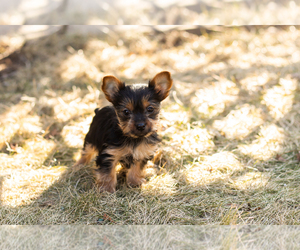 Yorkshire Terrier Puppy for sale in NAPPANEE, IN, USA