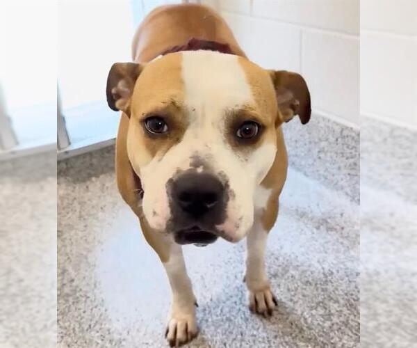 Medium Photo #2 American Pit Bull Terrier-Unknown Mix Puppy For Sale in Houston, TX, USA