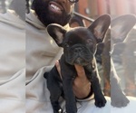 Small #3 French Bulldog