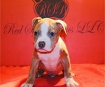 Small Photo #19 American Bully Puppy For Sale in TRENTON, NJ, USA