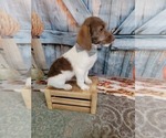 Small Photo #6 Poogle Puppy For Sale in BLAKESBURG, IA, USA