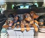 Luna - Male Doberman Pinscher Puppy for Sale - Small photo
