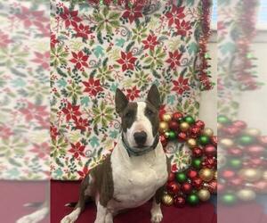 Bull Terrier Dogs for adoption in Santa Barbara, CA, USA