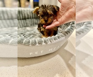 Medium Yorkshire Terrier