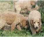 Small Photo #48 Poodle (Standard) Puppy For Sale in GARWOOD, TX, USA
