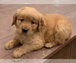 Puppy Daisy Golden Retriever
