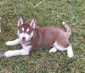 Small Photo #5 Siberian Husky Puppy For Sale in IRVING, TX, USA