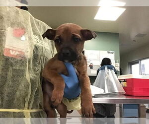 German Shepherd Dog-Unknown Mix Dogs for adoption in Riverside, CA, USA