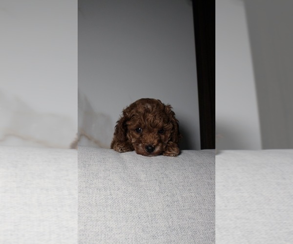 Medium Photo #2 Poodle (Toy) Puppy For Sale in PORTLAND, OR, USA