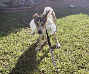 Gerberian Shepsky Dogs for adoption in Rancho Cucamonga, CA, USA