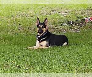Father of the German Shepherd Dog puppies born on 10/18/2022