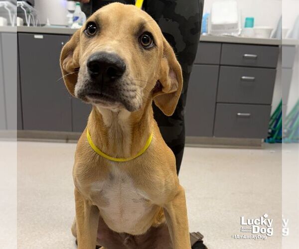 Medium Photo #3 Labrador Retriever-Unknown Mix Puppy For Sale in Washington, DC, USA