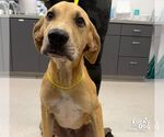 Small #2 Labrador Retriever Mix