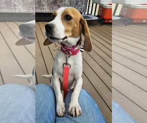 Beagle-Unknown Mix Dogs for adoption in Woodbury, NY, USA
