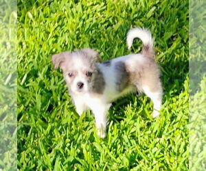 ShiChi Dogs for adoption in Denton, TX, USA