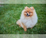 Small Photo #7 Pomeranian Puppy For Sale in WOOD DALE, IL, USA