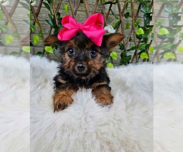 Medium Photo #3 Yorkshire Terrier Puppy For Sale in INDIANAPOLIS, IN, USA