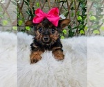 Tiny Tilly - Female Yorkshire Terrier Puppy for Sale - Photo #3
