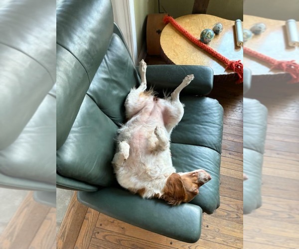 Medium Photo #7 Brittany Puppy For Sale in Curwensville, PA, USA